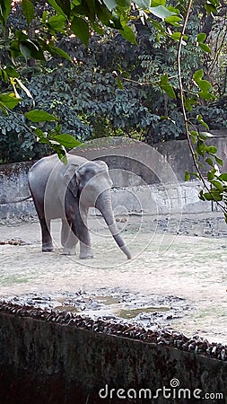 Elephant Stock Photo