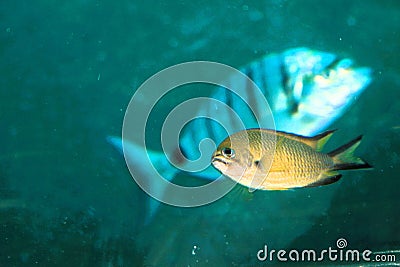 Fish in the Lanzarote (Subarine safaris sl) Stock Photo