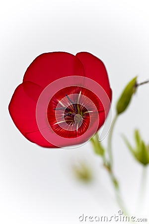 Picture of a flower Stock Photo