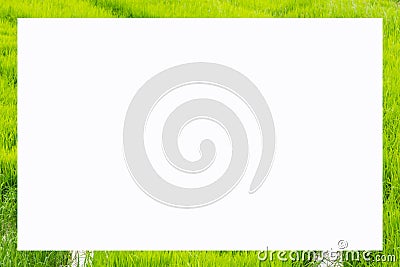 picture frame form green rice fields Stock Photo
