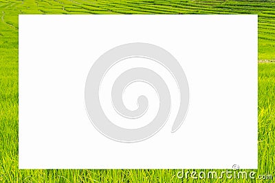 Picture frame form green rice fields Stock Photo