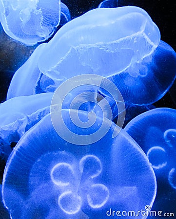 Free-floating Pacific Sea Nettle Stock Photo