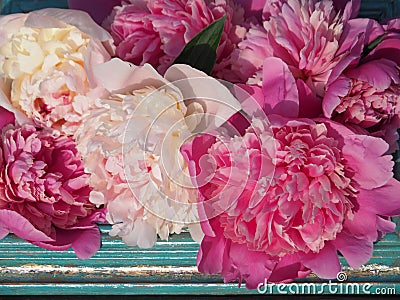 White and pink peonies in a frame close-up. Stock Photo