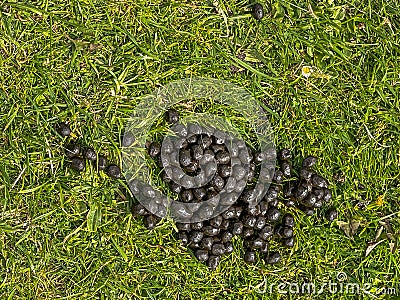 Sheep droppings on green grass Stock Photo