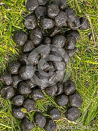 Sheep droppings on green grass Stock Photo