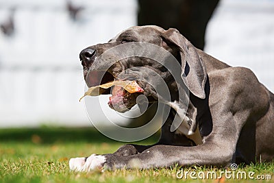 Great dane puppy lies on the lawn and chews at a pig`s ear Stock Photo