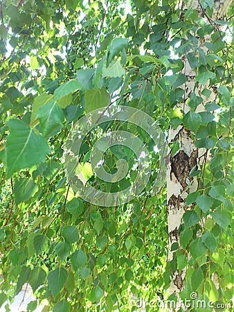 Picture of green foliage of white birch tree Stock Photo