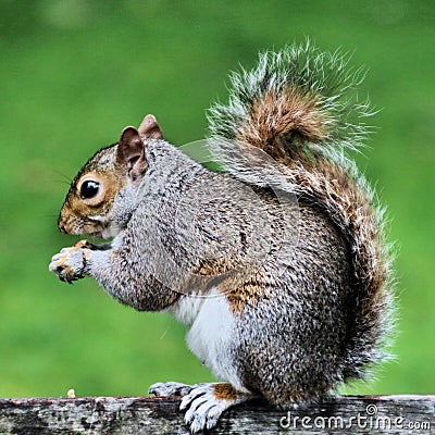 A picture of A grey Squirel Stock Photo