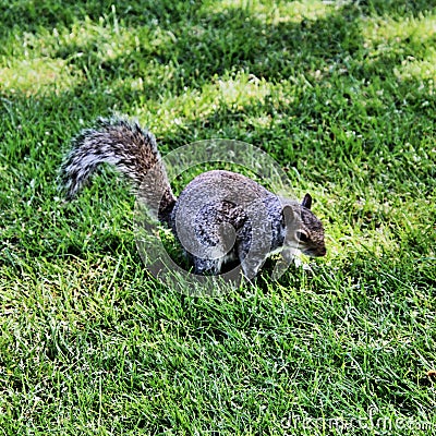 A picture of A grey Squirel Stock Photo