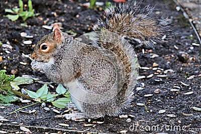 A picture of A grey Squirel Stock Photo