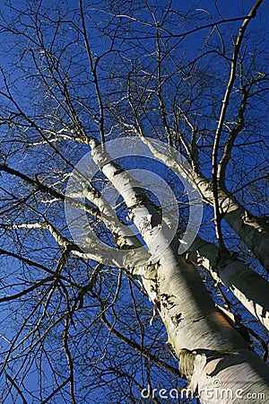 Group of birch / birches with white trunk on a blue sky Stock Photo