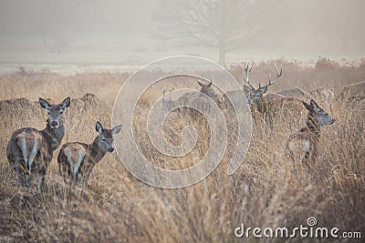 Young red deers in the early morning sunlight. Stock Photo