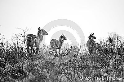 A group of waterbucks in the grass in the Isimangaliso National Park in Southafrica Stock Photo