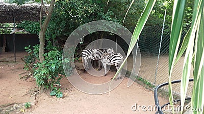 Lovely Zebras at Dehiwala zoo Editorial Stock Photo