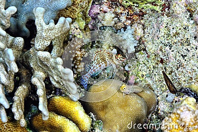 A picture of an hawkfish Stock Photo