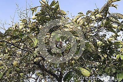 Heavily infested tree Stock Photo