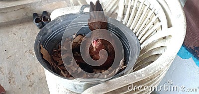A hen is incubating eggs in a bucket. keep the little chickens around Stock Photo