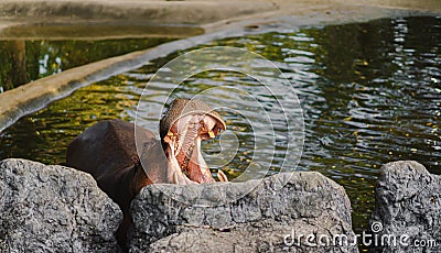 Picture of hippopotamus was opening its mouth in rocky pool in front. Stock Photo