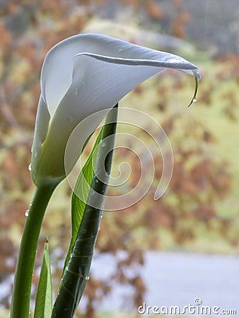 Kallas flower on fuzzy background Stock Photo