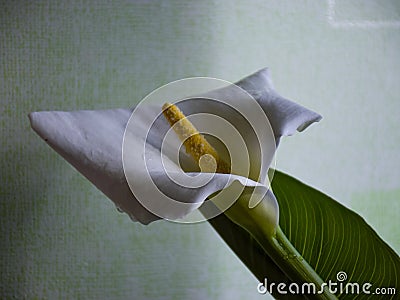 Kallas flower on fuzzy background Stock Photo