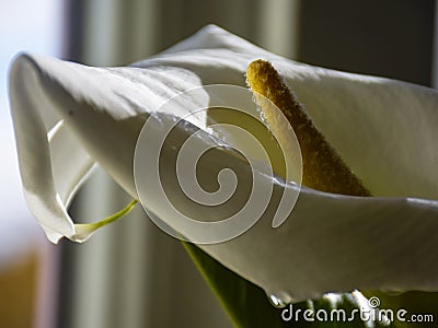 Kallas flower on fuzzy background Stock Photo