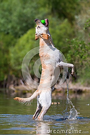 Labrador retriever jumping in a lake to catch a ball Stock Photo