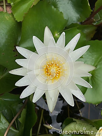 A picture of a lotus in the pond Stock Photo