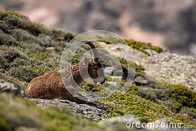 Male ibex in Sierra Nevada national park, granada, Spain Stock Photo