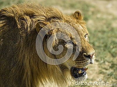 Picture of a male lion Stock Photo