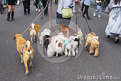 man walking with lot of dogs in Tokyo, Japan Stock Photo
