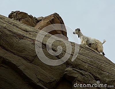 A mountain goat walking over the rocks in southern Punjab region of Pakistan Stock Photo