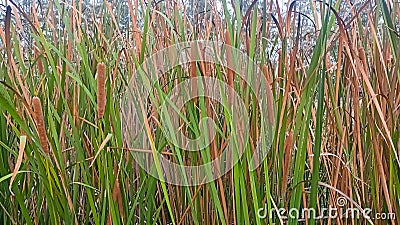 A picture of narrowleaf cattail or typha angustifolia Stock Photo