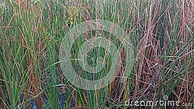 A picture of narrowleaf cattail or typha angustifolia Stock Photo