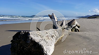 Picture of an old stranded tree at endless and lonely beach in Brasil during daytime Stock Photo