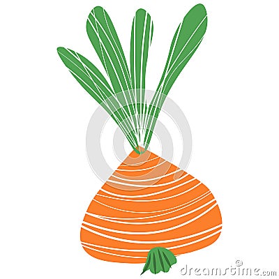 Picture of onions on a white background. Vector illustration Stock Photo