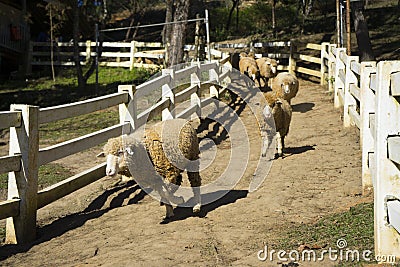 Picture of a pack of sheep Stock Photo