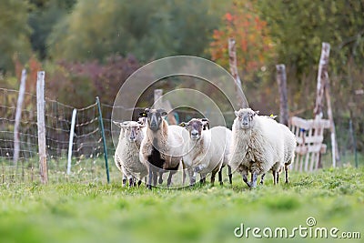 Pack of sheep with on the pasture Stock Photo