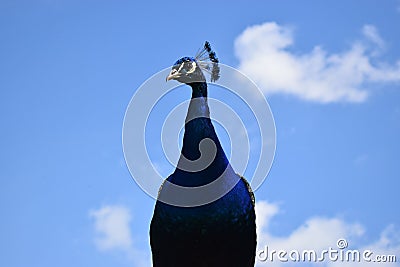 Peacock in the sky Stock Photo