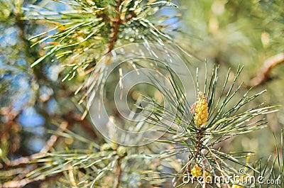 Picture of pine branchlets early spring blooms Stock Photo