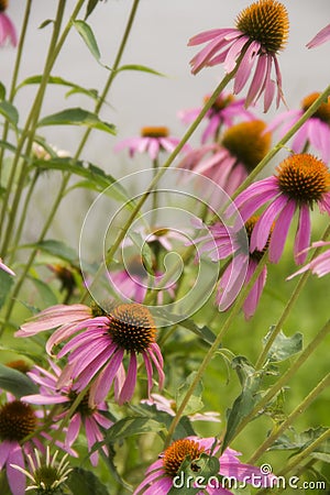 Pink cone flowers at the Magnolia plantation in Charleston South Carolina Stock Photo