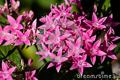 Pink pentas flowers Stock Photo