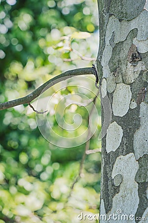 Picture with a Platanus occidentalis American sycamore tree trunck and a branch. Close up detail Stock Photo