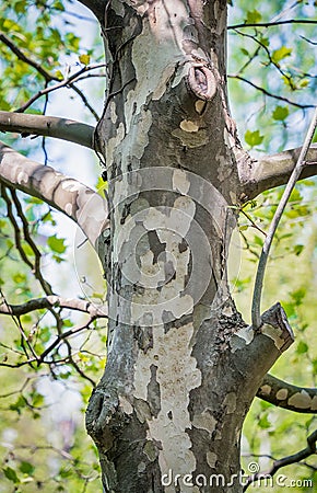 Picture with a Platanus occidentalis American sycamore tree trunck and a branch. Close up detail Stock Photo