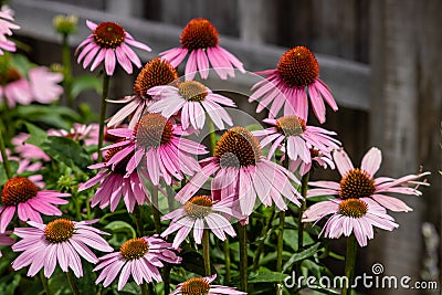 Coneflowers Stock Photo