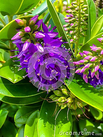 Purple Veronica Macrocarpa flower Stock Photo