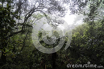 Jungle in Asia Stock Photo