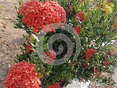 a picture of red Ashoka flowers in the garden decorates the mosque Stock Photo