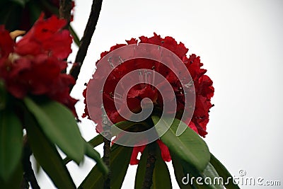 Picture of red flowers in a tree isolated on green leaf background Stock Photo