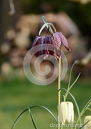 Picture of a red or purple and white Snakeshead Frittilary Stock Photo