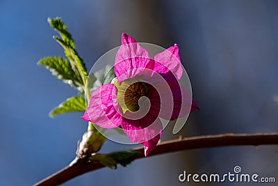 A picture of a salmon berry flowering in springtime. Stock Photo